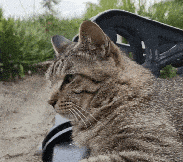 a close up of a cat 's face on a bench