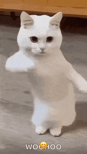 a white cat is standing on its hind legs .