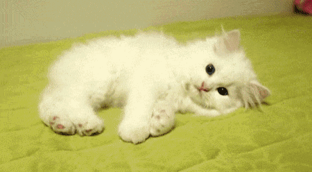a white kitten laying on a green blanket with pink paws