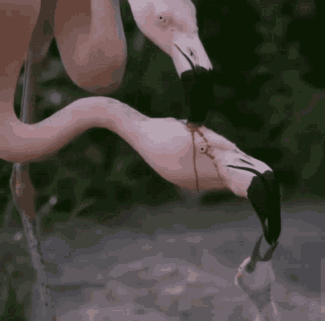 Flamingo Feed GIF - Flamingo Feed GIFs