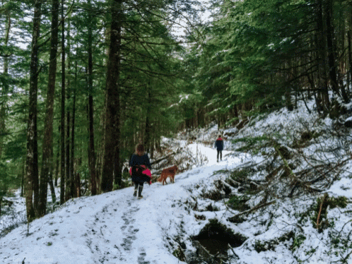 a person and a dog walking down a snowy path in the woods