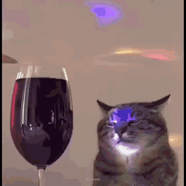 4pluto 4piuto GIF - 4pluto 4piuto Cat Wine GIFs