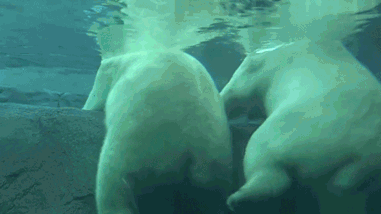 Polar Bear Ass GIF - Polar Bear Ass Kick GIFs