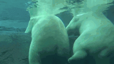 two polar bears are swimming in a pool and looking at each other