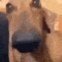 a close up of a dog 's nose looking at the camera .