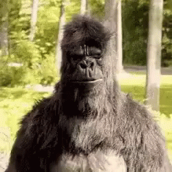 Funny Pose GIF - Funny Pose Gorilla GIFs