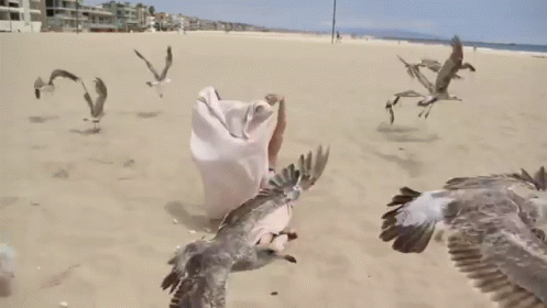 Scaring Seagulls GIF - Seagulls Scare Olga Kay GIFs