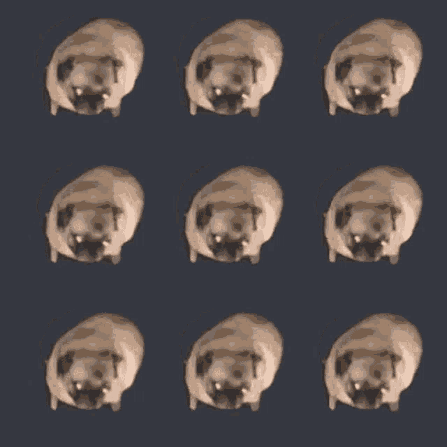 a bunch of pugs are lined up in a row
