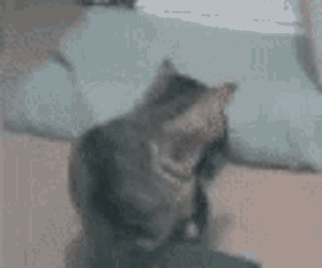 Mr Tab Tabs Cat GIF - Mr Tab Tabs Cat Chase GIFs