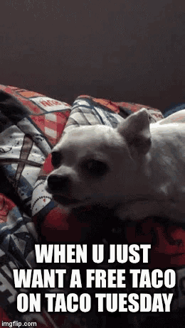a dog laying on a bed with a caption that says when u just want a free taco on taco tuesday