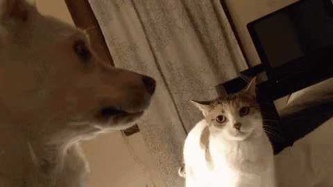 a dog and a cat looking at each other in a room