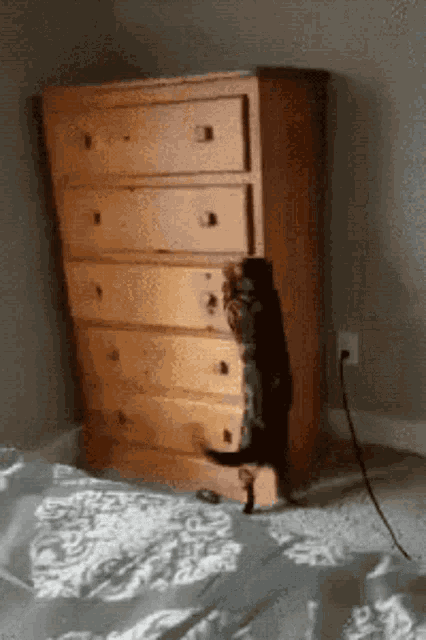 Cat Hidding Gato Escondendo GIF - Cat Hidding Gato Escondendo GIFs
