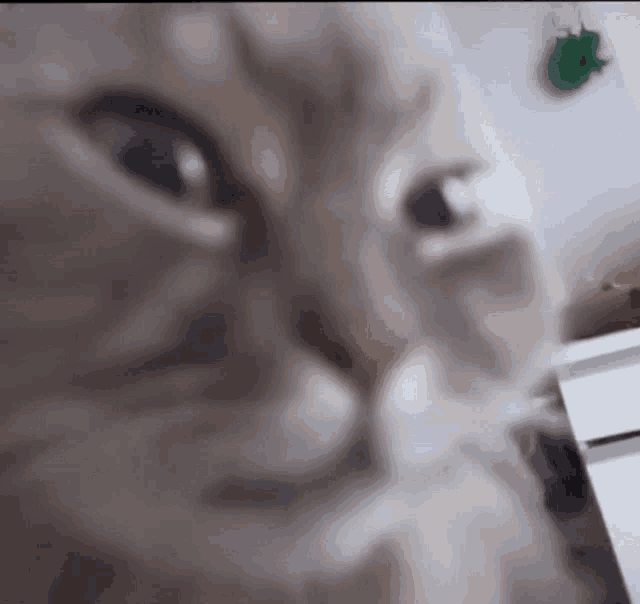 a close up of a cat 's face and eyes