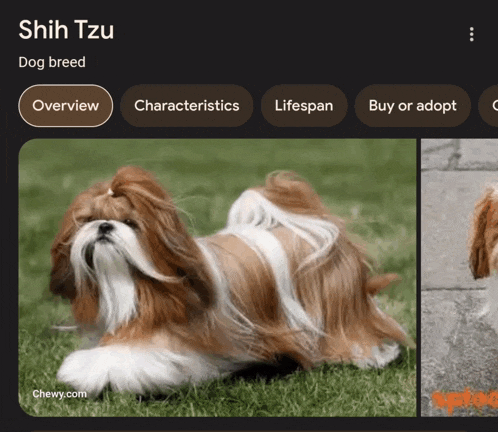 a shih tzu dog breed is shown on a website