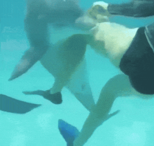 a person is swimming with a dolphin in the ocean