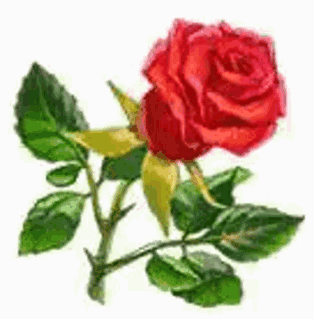 Rose Red Rose GIF - Rose Red Rose Flower GIFs