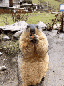 a large ground squirrel is eating a carrot .