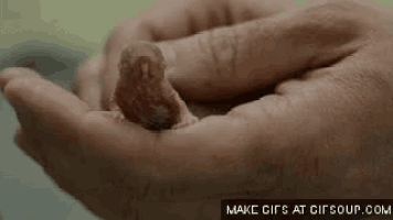 a person is holding a small worm in their hands .