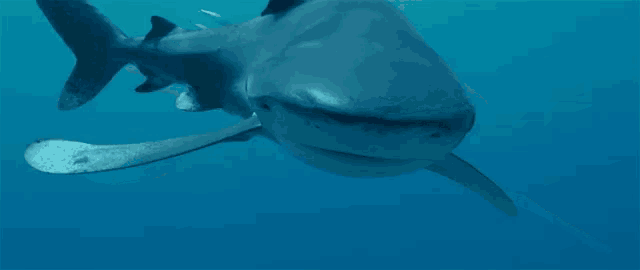 a close up of a shark 's face in the ocean