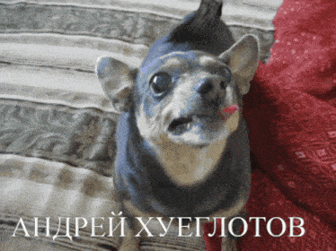 Andrey Hgltv Dog GIF - Andrey Hgltv Andrey Dog GIFs