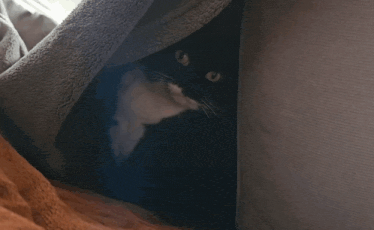 a black cat is laying under a blanket and looking at the camera
