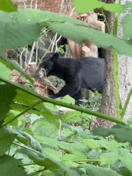 a black bear is standing in the woods behind a tree .