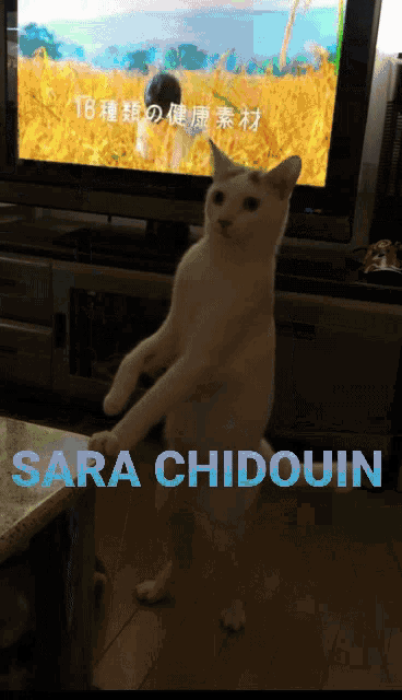 Sara Chidouin GIF - Sara Chidouin GIFs