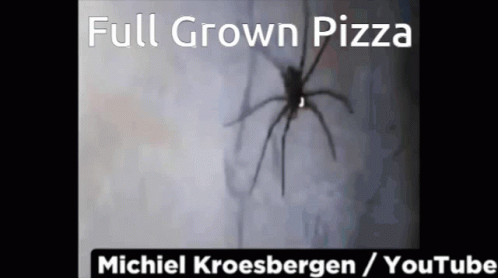Full Grown Pizza Chills GIF - Full Grown Pizza Chills Spider GIFs