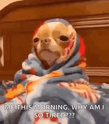 a chihuahua is wrapped in a blanket and says `` me this morning why am i so tired ? ''