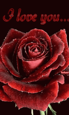 a red rose with the words " i love you " on it