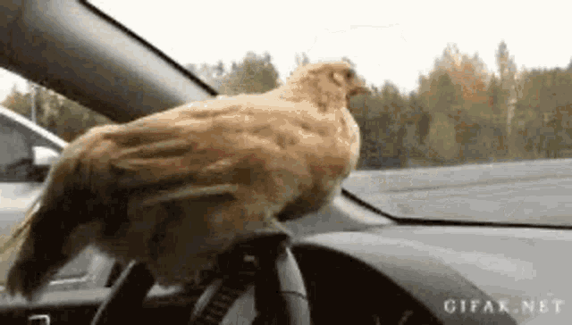 a chicken sitting on the steering wheel of a car .