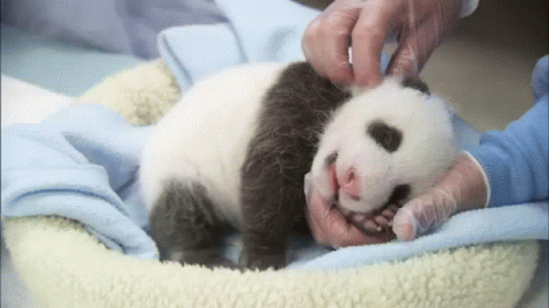Baby Panda Petting GIF - Baby Panda Petting Tired GIFs