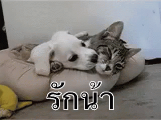 แมว หมา รักน้า กอด GIF - Dog Hug Cat GIFs