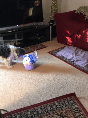 a black and white dog sniffing a basket in a living room next to a couch