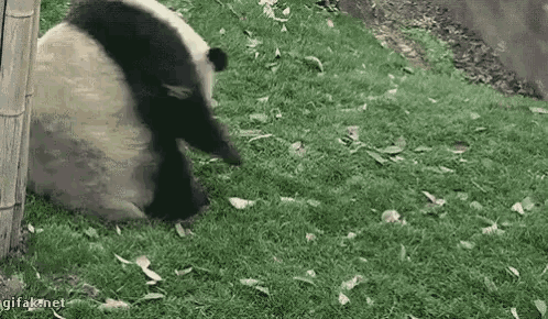 Panda Fat GIF