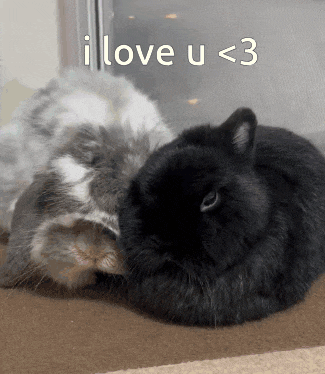 two rabbits laying next to each other with the words i love u < 3