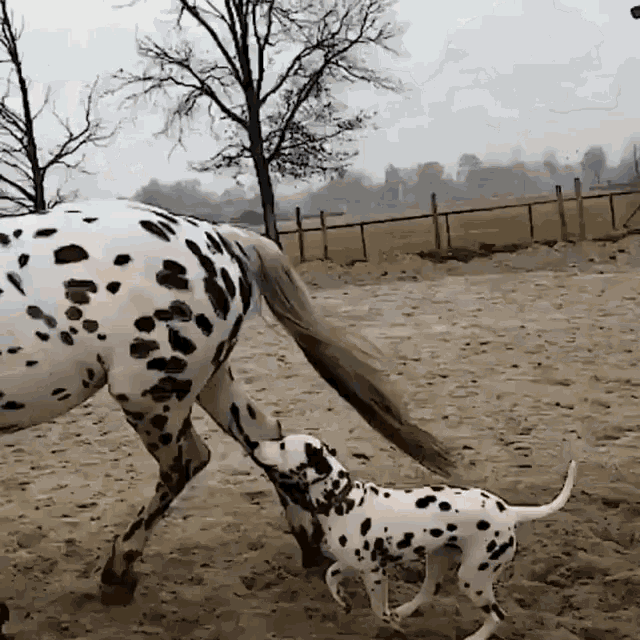 Dalmatian Horse GIF - Dalmatian Horse Mother GIFs