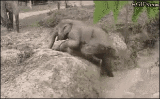 Elephant GIF