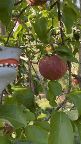 Shark Puppet Apple Picking GIF - Shark Puppet Apple Picking Pick Apples GIFs