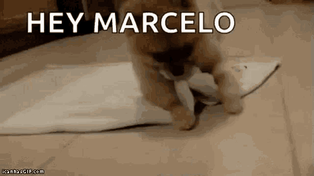 a pomeranian puppy is playing with a piece of paper on the floor and says `` hey marcelo '' .