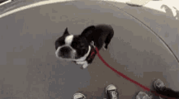 a black and white dog on a leash is walking on a sidewalk .