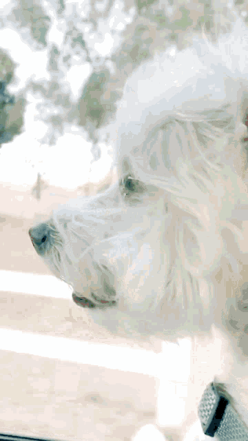 a small white dog looking out of a window