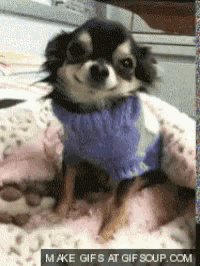 a small black and white dog wearing a blue sweater is laying on a bed