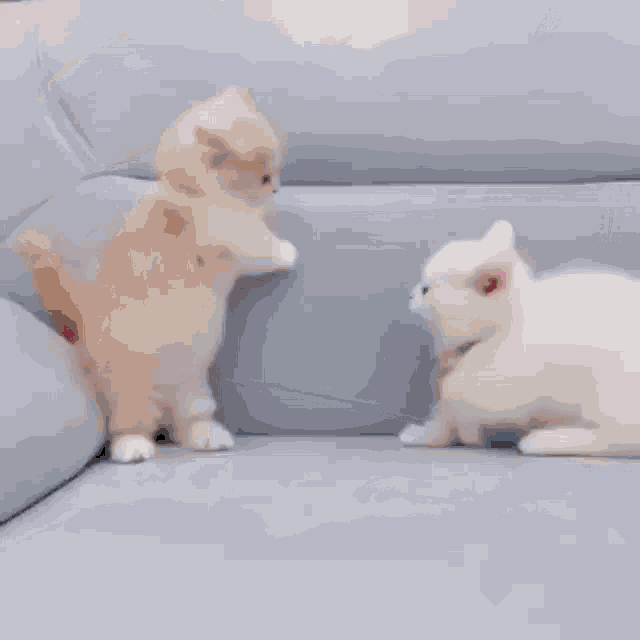 two kittens are playing on a blue couch . one of the kittens is brown and the other is white .