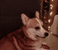 a brown and white dog is sitting on a couch