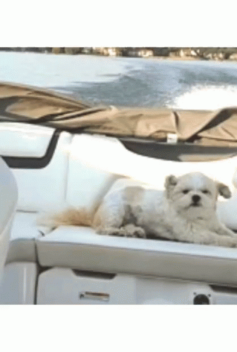 Breezy Dog In Boat GIF - Breezy Dog In Boat Relaxed GIFs