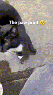 Cat Paw GIF - Cat Paw Print GIFs