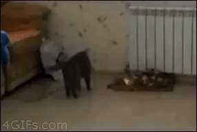 Cat Moving GIF - Cat Moving Omw GIFs