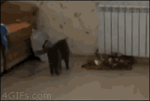 a kitten is standing on its hind legs in a room .