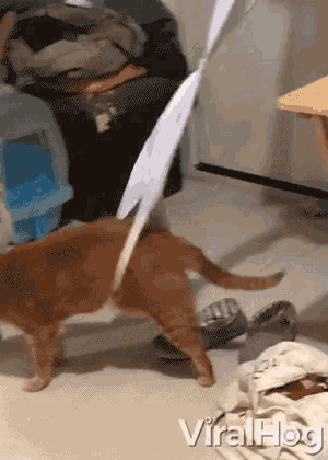 Curious Cat Gets Stuck In Bra Trapped GIF - Curious Cat Gets Stuck In Bra Curious Cat Stuck GIFs